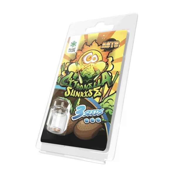 3 Sementes Citronella Sunrise AUTO | Plant of Life