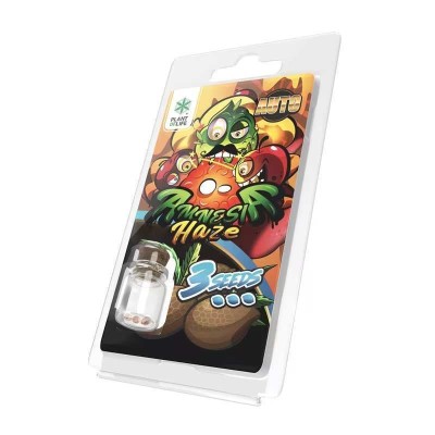 3 Sementes Amnesia Haze AUTO | Plant of Life 3 Sementes Amnesia Haze AUTO | Plant of Life