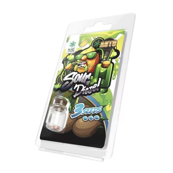 3 Sementes Sour Diesel AUTO | Plant of Life