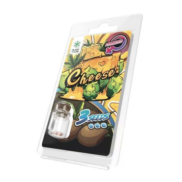 3 Sementes Cheese FEMINIZADA | Plant of Life