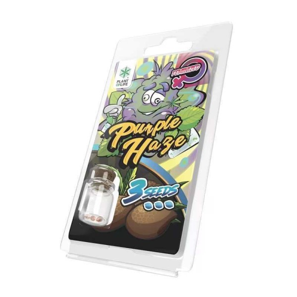 3 Sementes Purple Haze FEMINIZADAS | Plant of Life